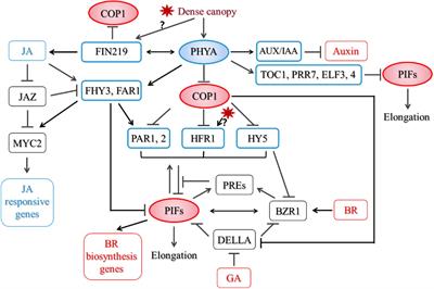 Understanding the Shade Tolerance Responses Through Hints From Phytochrome A-Mediated Negative Feedback Regulation in Shade Avoiding Plants